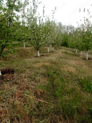 Teren intravilan 3000 m  sat Odaia Manolache, com. Vânători, jud. Galați  - imagine 3
