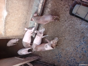 Vand Purcei - imagine 3