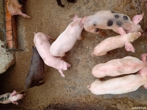 Vand Purcei - imagine 2