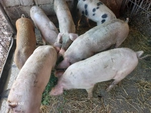 Vând grasuni de 5 luni