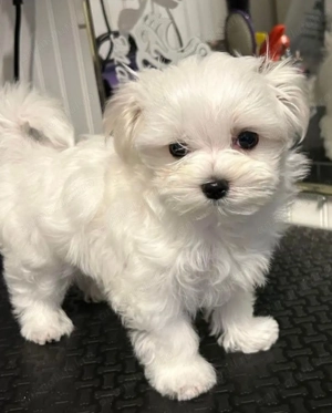 Bichon maltez fetita și baietel