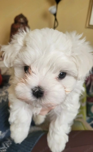 Bichon maltez puiuti