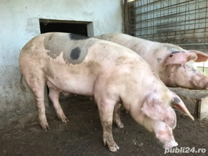 porci de carne in viu sau sacrificat