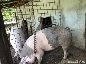 porci de carne in viu sau sacrificat - imagine 2