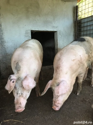 porci de carne in viu sau sacrificat - imagine 4