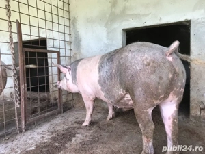 porci de carne in viu sau sacrificat - imagine 3