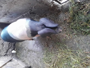 Grasună basna  și purcei  - imagine 2 Grasună basna  și purcei  - imagine 2