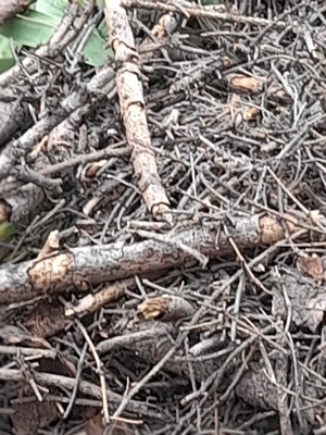 donatie lemne de foc - imagine 3