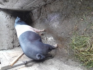 Grasună basna  și purcei  - imagine 4 Grasună basna  și purcei  - imagine 4