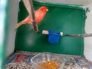 Canari de dat frumosi si galagiosi  - imagine 2 Canari de dat frumosi si galagiosi  - imagine 2