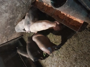 Grasună basna  și purcei  - imagine 5 Grasună basna  și purcei  - imagine 5