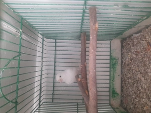 Canari de dat frumosi si galagiosi  - imagine 4 Canari de dat frumosi si galagiosi  - imagine 4