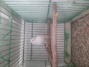 Canari de dat frumosi si galagiosi  - imagine 3 Canari de dat frumosi si galagiosi  - imagine 3