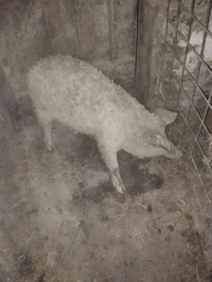 Vînd vericași mangalița blondă 35-40kg - imagine 3