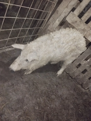 Vînd vericași mangalița blondă 35-40kg