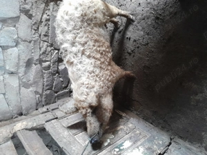 Vînd vericași mangalița blondă 35-40kg - imagine 4