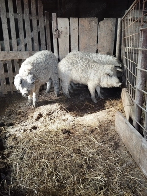 Vînd vericași mangalița blondă 35-40kg - imagine 5