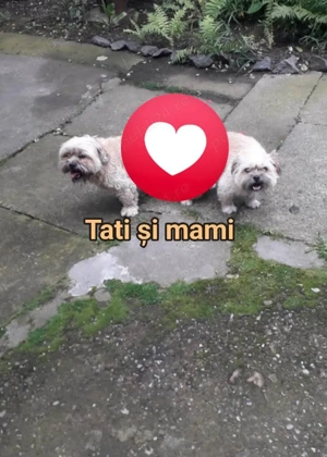 Shih tzu , catel de rasa mica o luna jumate  - imagine 4