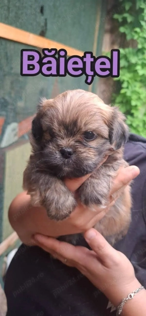 Shih tzu , catel de rasa mica o luna jumate  - imagine 2