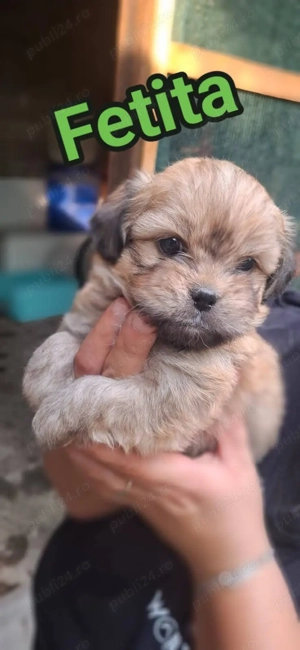 Shih tzu , catel de rasa mica o luna jumate  - imagine 3