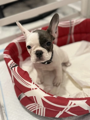 Vând cățelușă buldog francez adorabilă - Ivy, 3 luni, vaccinată!