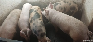 vand porci pentru sacrificat  - imagine 2