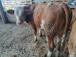 vand vitei baltati - imagine 5