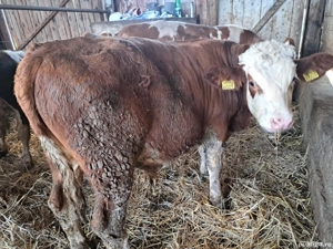 vand vitei baltati - imagine 2