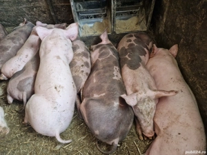 ptr doritori soldani rasă  de carne pret incepand de la 500  - imagine 2