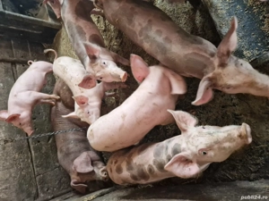 ptr doritori soldani rasă  de carne pret incepand de la 500  - imagine 3