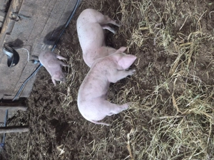 Vând purcei 8 săptămâni  - imagine 2