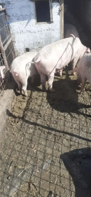 Vind porci intre 110 si 120 kg