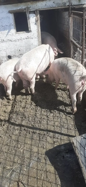 Vind porci intre 110 si 120 kg - imagine 2 Vind porci intre 110 si 120 kg - imagine 2