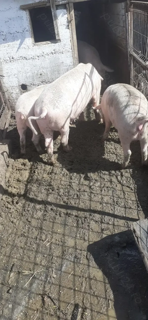 Vind porci intre 110 si 120 kg - imagine 3 Vind porci intre 110 si 120 kg - imagine 3