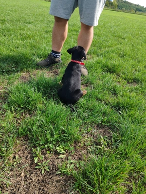 Pui jagdterrier disponibilii  - imagine 2