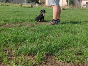 Pui jagdterrier disponibilii  - imagine 3