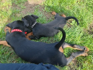 Pui jagdterrier disponibilii  - imagine 4