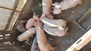 Vând purcei rasa de carne - imagine 3 Vând purcei rasa de carne - imagine 3