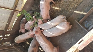 Vând purcei rasa de carne - imagine 2 Vând purcei rasa de carne - imagine 2