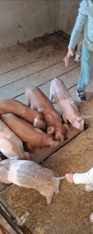 Purcei de vânzare  - imagine 2 Purcei de vânzare  - imagine 2