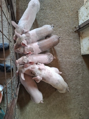 Purcei de vânzare  - imagine 3 Purcei de vânzare  - imagine 3
