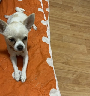 Pui rasa Chihuahua - imagine 3  Pui rasa Chihuahua - imagine 3