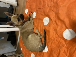 Pui rasa Chihuahua - imagine 4  Pui rasa Chihuahua - imagine 4