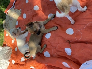 Pui rasa Chihuahua - imagine 2  Pui rasa Chihuahua - imagine 2