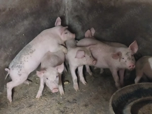 Vand purcei 400 Ron - imagine 2 Vand purcei 400 Ron - imagine 2