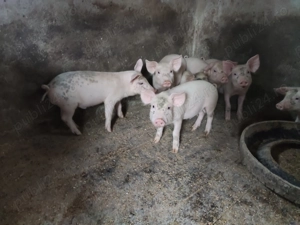 Vand purcei 400 Ron - imagine 3 Vand purcei 400 Ron - imagine 3