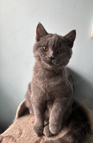Pisicuță british shorthair blue 