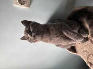 Pisicuță british shorthair blue  - imagine 2