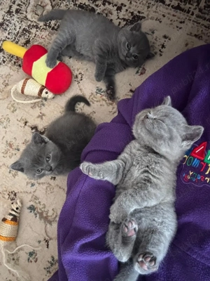 Pui British Shorthair Blue disponibili 2 luni 