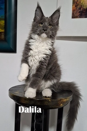 Maine Coon pisicuti cu Pedigree WCF-Timisoara - imagine 2